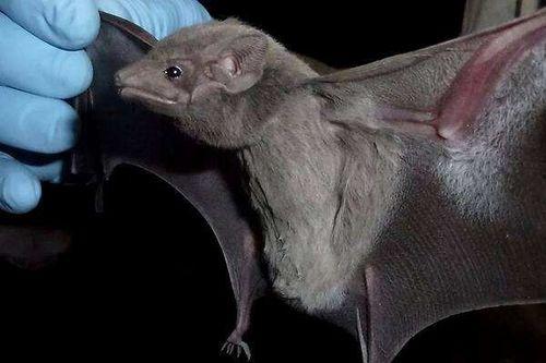 最新爆料蝙蝠,最新研究揭示蝙蝠独特基因生成之谜 第1张 最新爆料蝙蝠,最新研究揭示蝙蝠独特基因生成之谜 第1张